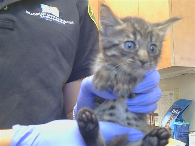 Adoptable Cat