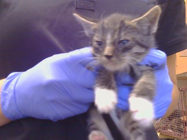 Adoptable Cat