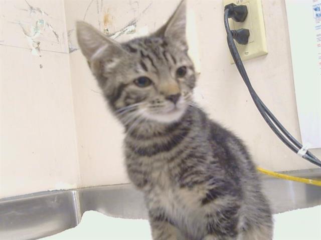 Adoptable Cat