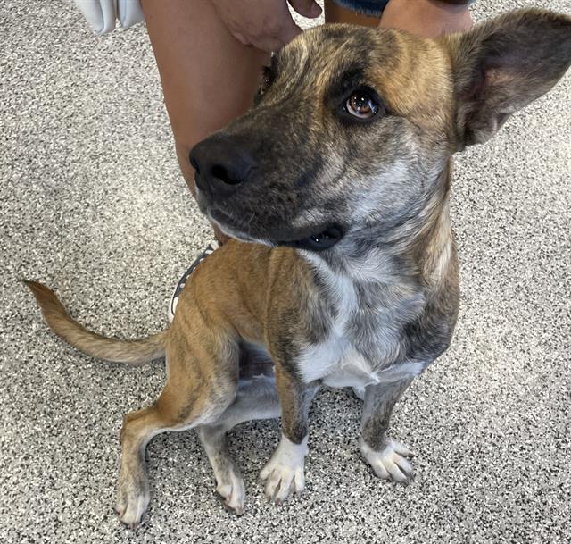 Adoptable Dog