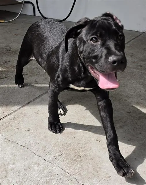 Adoptable Dog