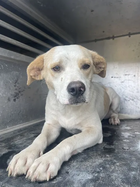 Stella