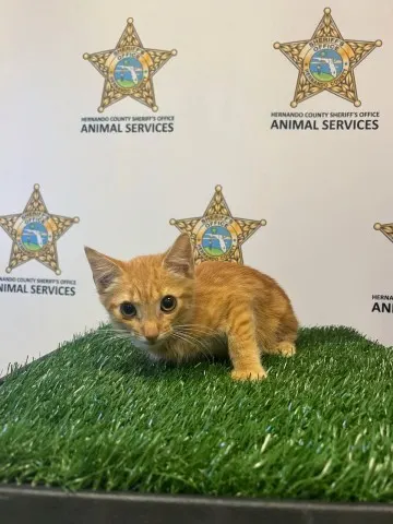 Nacho