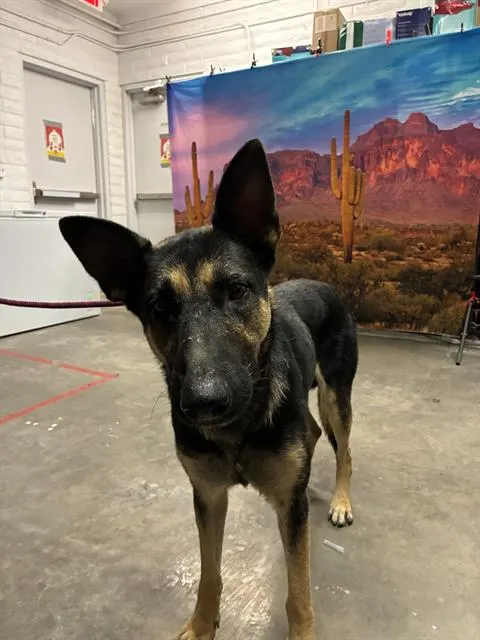 Arnie