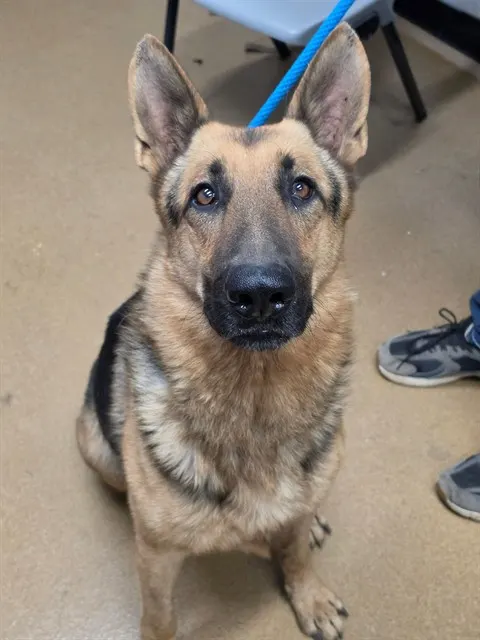 Zeus