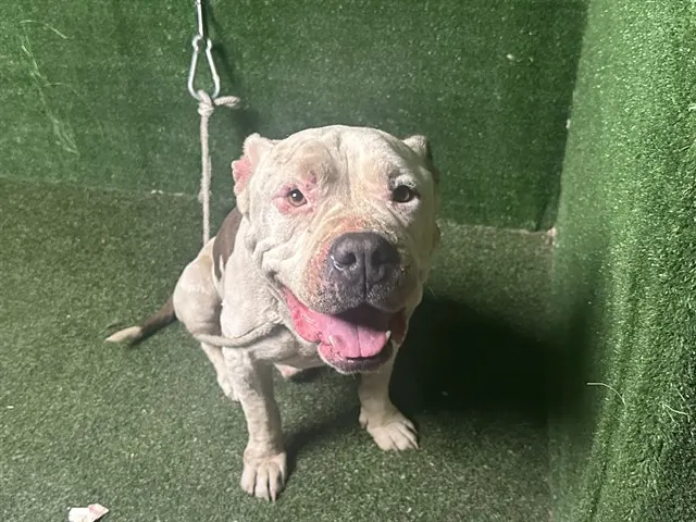Adoptable Dog