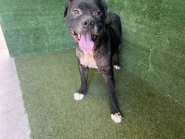Adoptable Dog