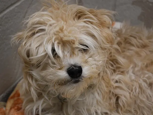 Maggie