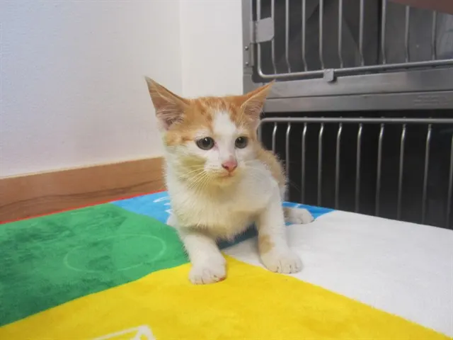 Fred Weasley