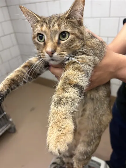Bambi