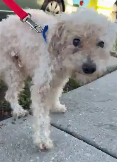 Adoptable Dog