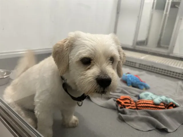Ted