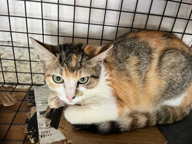 Adoptable Cat