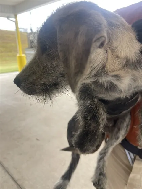 Barker