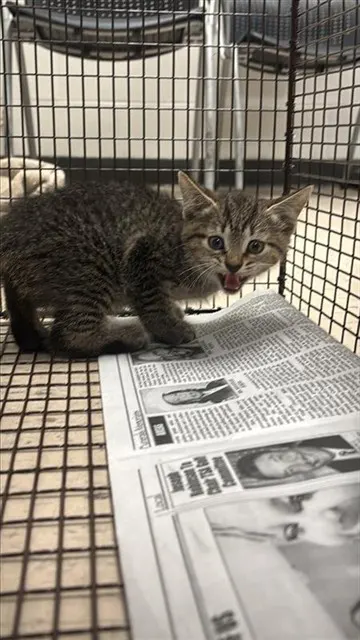 Adoptable Cat