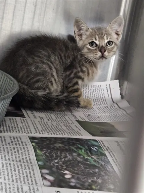 Adoptable Cat