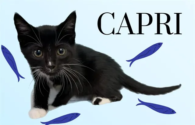 Capri