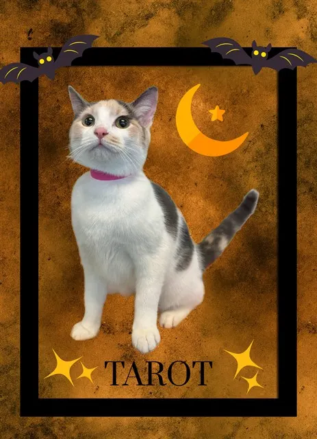Tarot