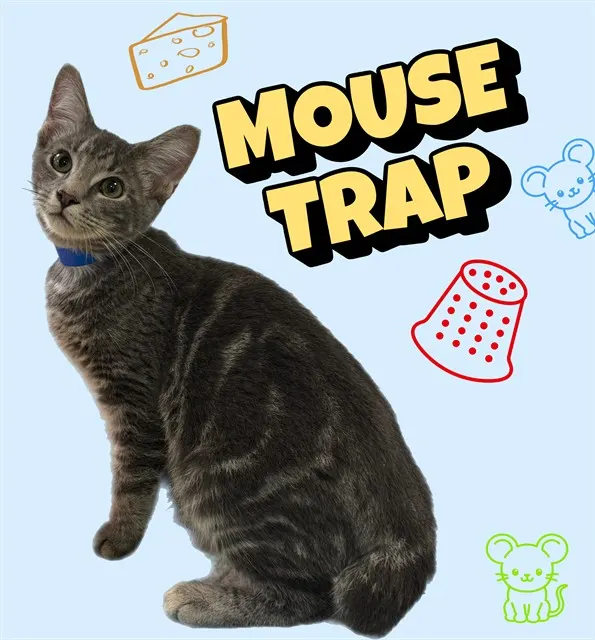 Mouse Trap