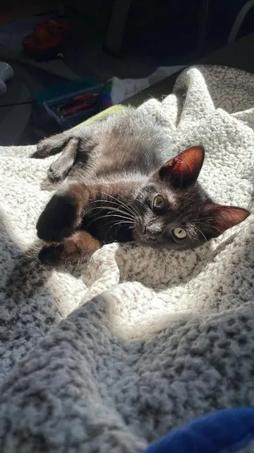 Adoptable Cat