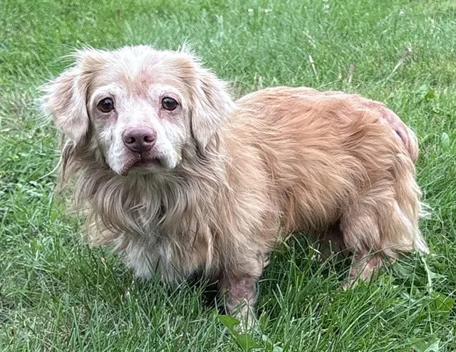 Dolly