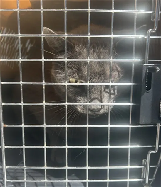 Adoptable Cat