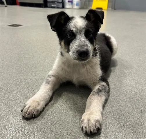 Little Dude