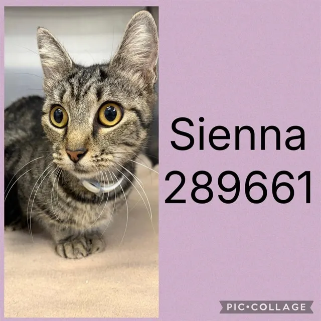Sienna