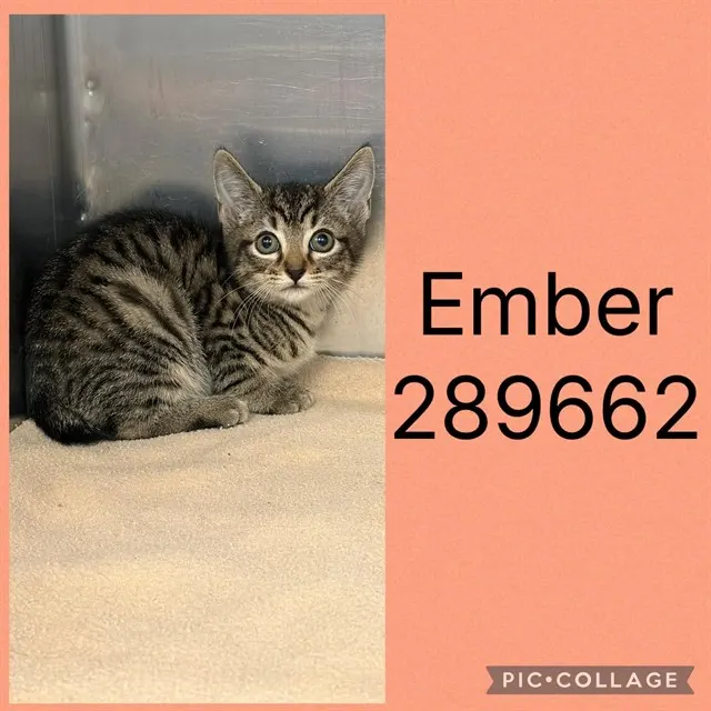 Ember