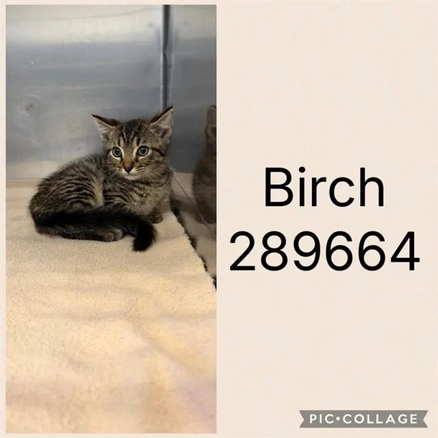 Birch