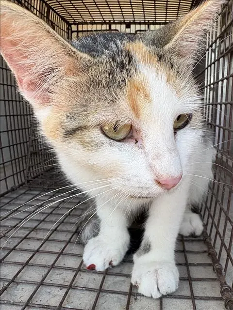 Adoptable Cat