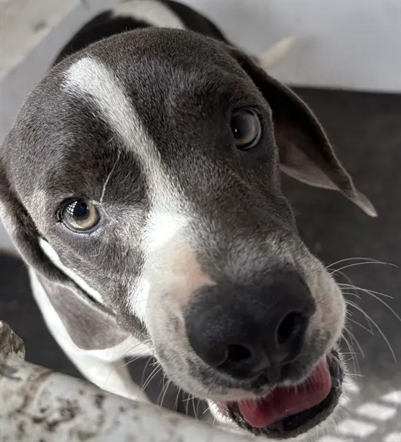 Adoptable Dog