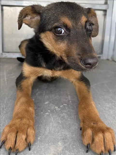 Adoptable Dog