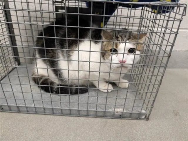 Adoptable Cat