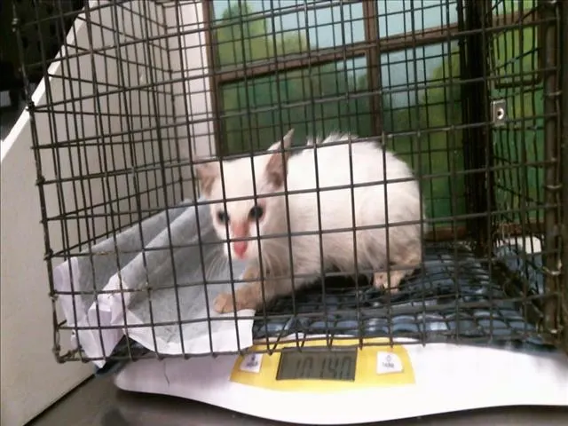 Adoptable Cat