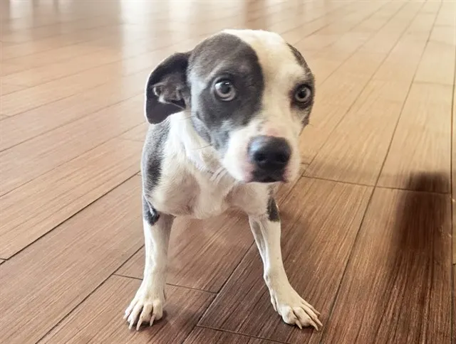 Stray Not Available