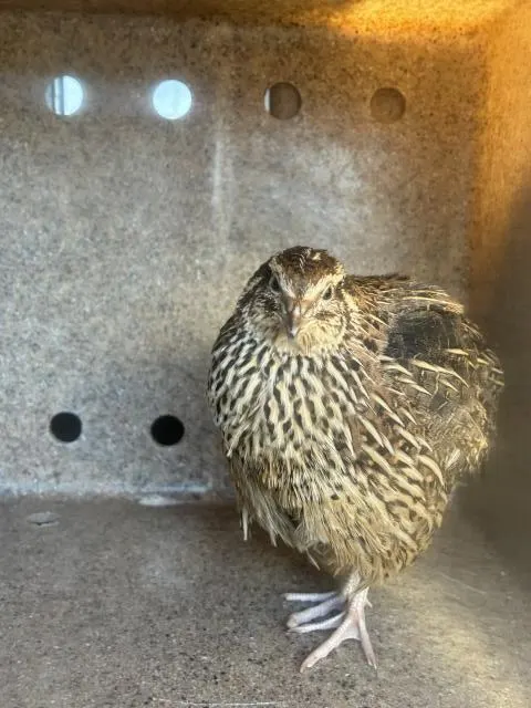 Adoptable Bird