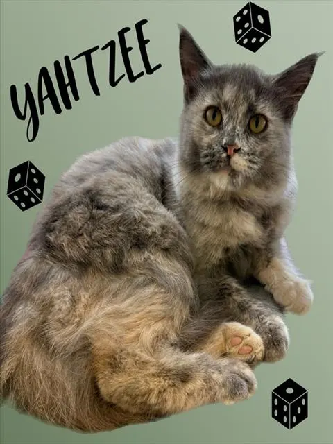 Yahtzee