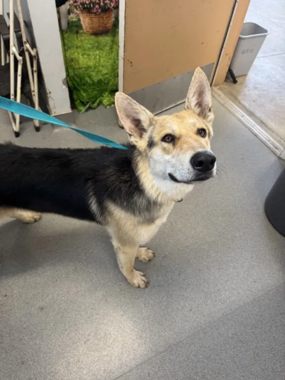 Adoptable Dog