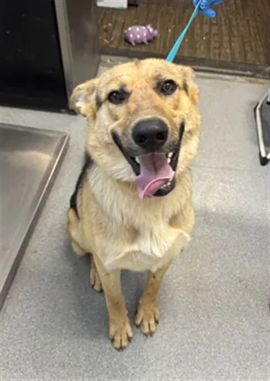 Adoptable Dog