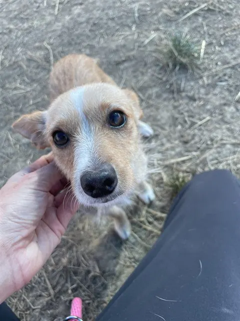 Adoptable Dog