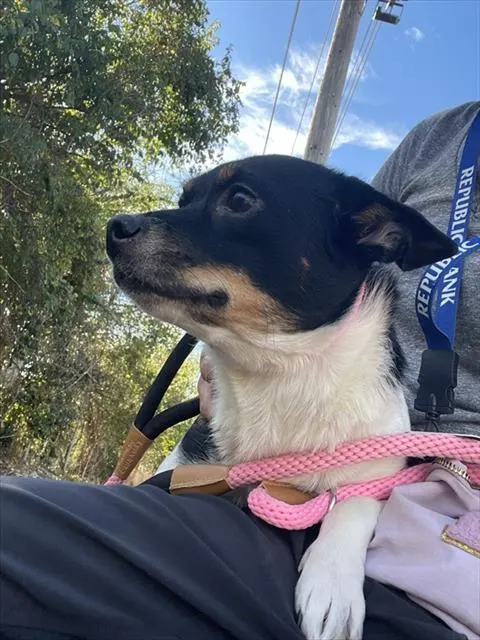Adoptable Dog