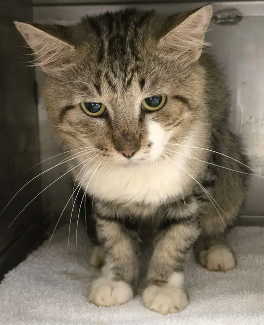 Adoptable Cat
