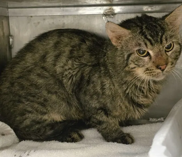 Adoptable Cat
