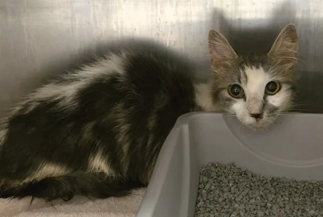 Adoptable Cat