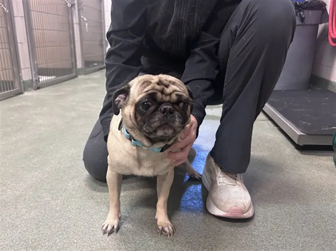Adoptable Dog