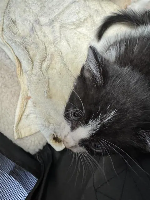 Adoptable Cat