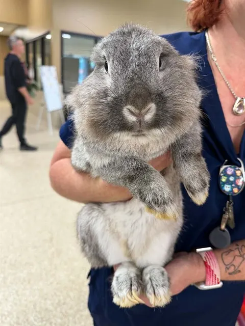 Pepper