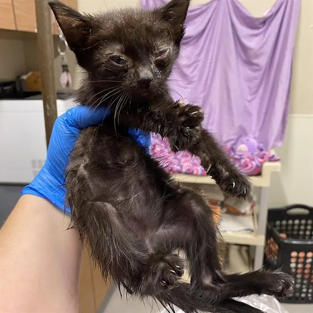 Adoptable Cat