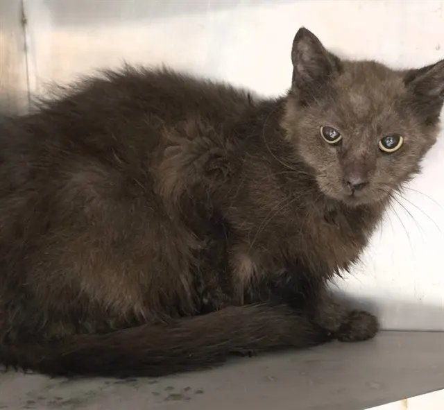 Adoptable Cat